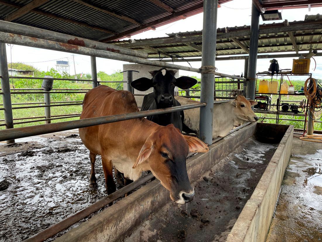 Heavy-muscled calf among prizes awaiting visitors at Melaka Agrofest 2025 Heavy-muscled calf among prizes awaiting visitors at Melaka Agrofest 2025