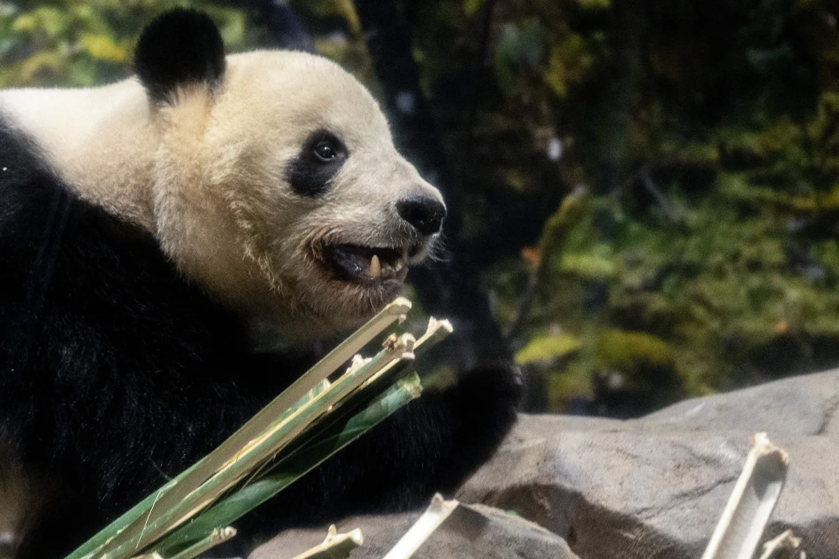 Japan faces first panda-free period in over 50 years as Tokyo twins depart Japan faces first panda-free period in over 50 years as Tokyo twins depart