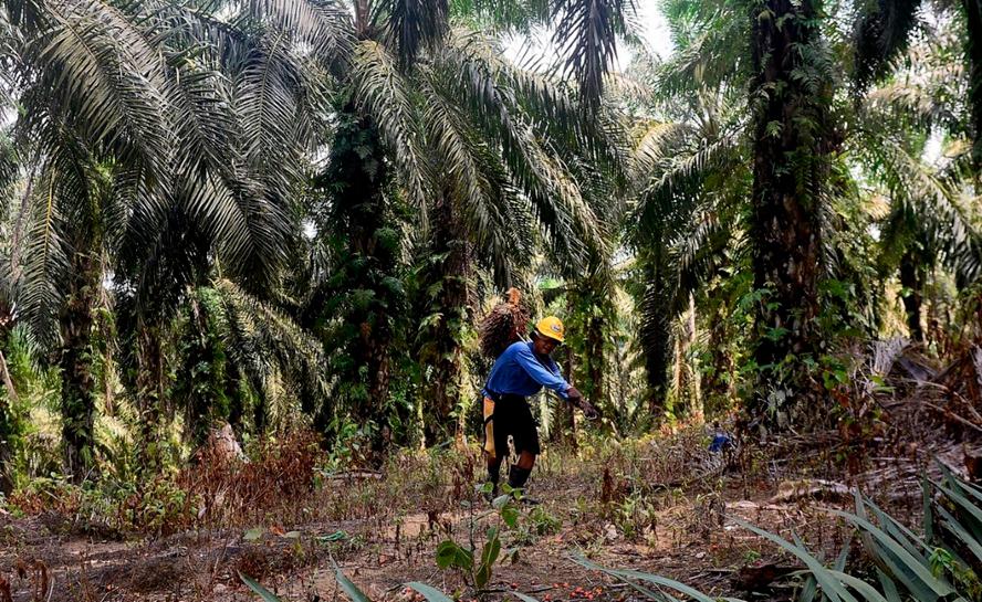Johari: Government will ensure oil palm plantations have sufficient workers Johari: Government will ensure oil palm plantations have sufficient workers