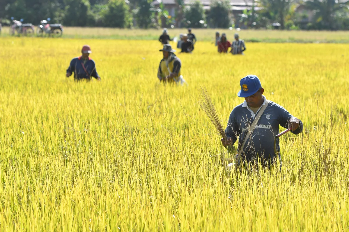 KADA_contributes_9_5__of_national_white_rice_supply_in_2025