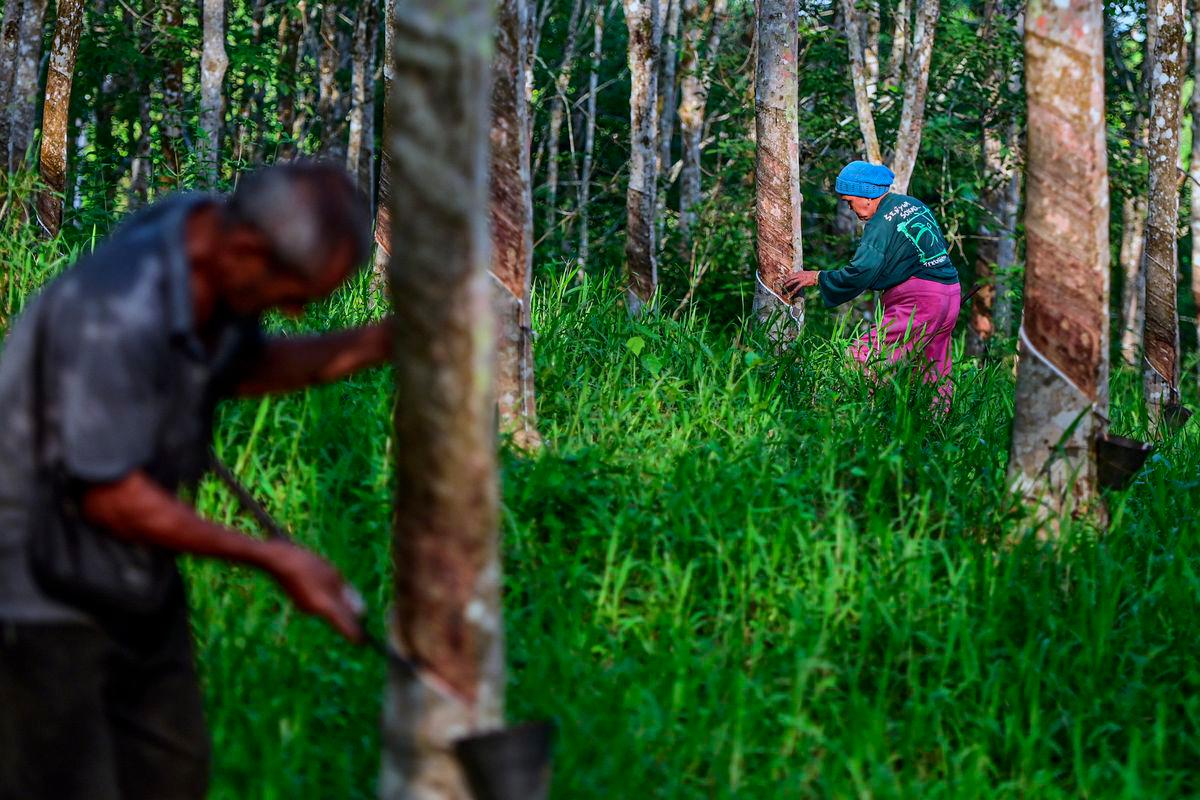 KPK reviews new rubber planting allocations in Ranau to aid poverty KPK reviews new rubber planting allocations in Ranau to aid poverty