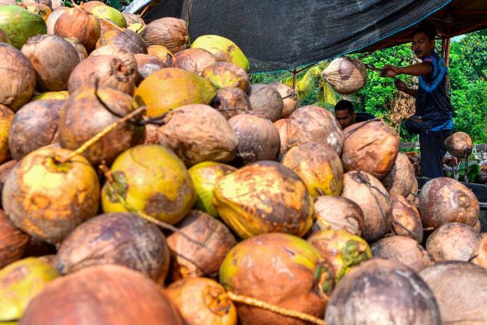 KPKM imports 660,000 old coconuts to stabilise domestic supply KPKM imports 660,000 old coconuts to stabilise domestic supply
