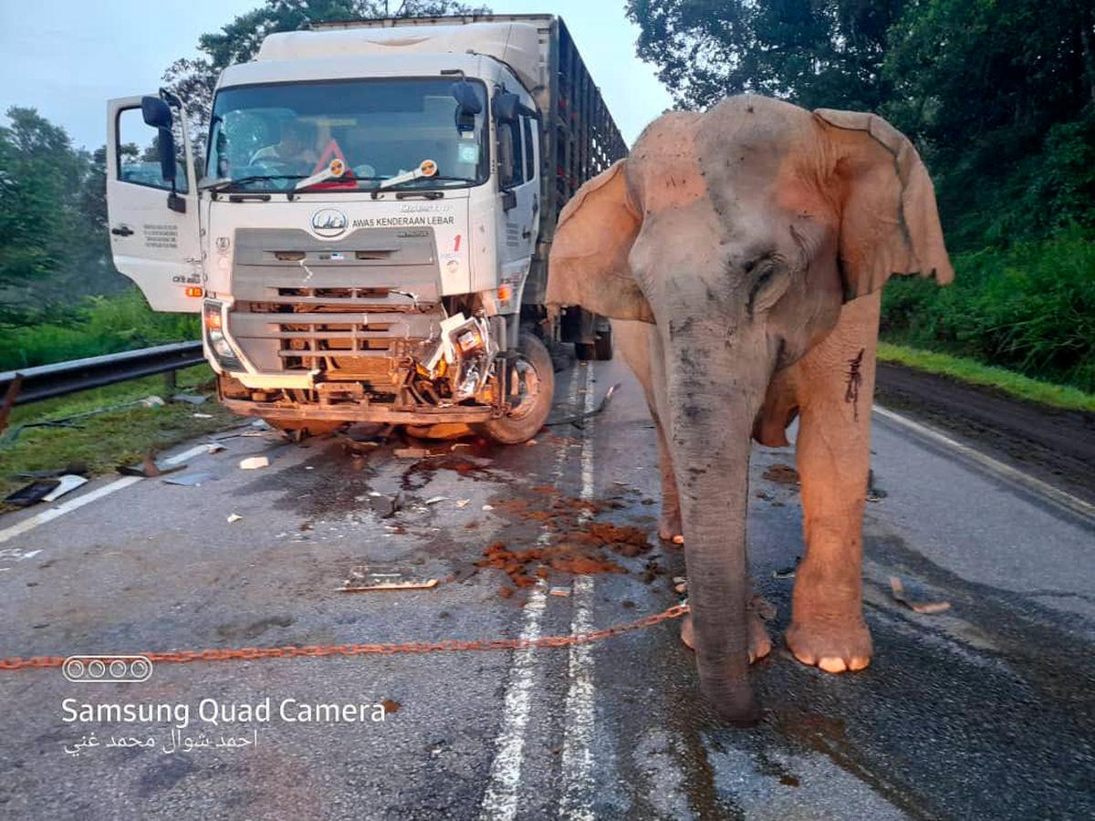 Karkas anak gajah telah ditanam, video tular ibu gajah kembali bukan haiwan yang sama