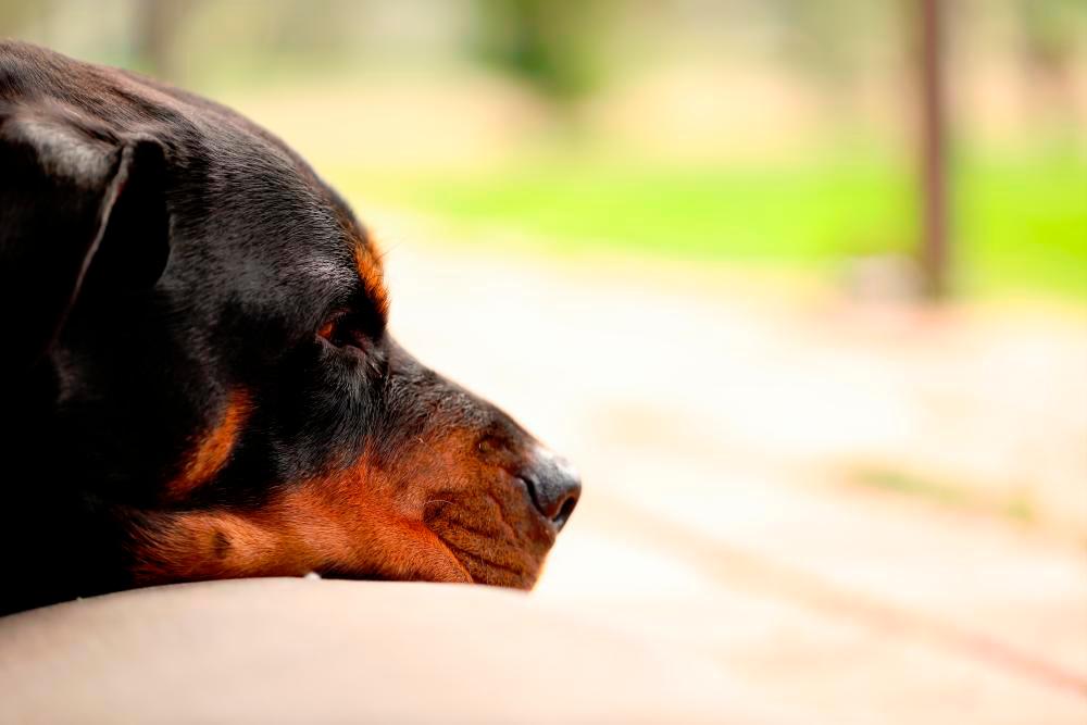 Kedah DVS euthanise Rottweilers that attacked five people Kedah DVS euthanise Rottweilers that attacked five people