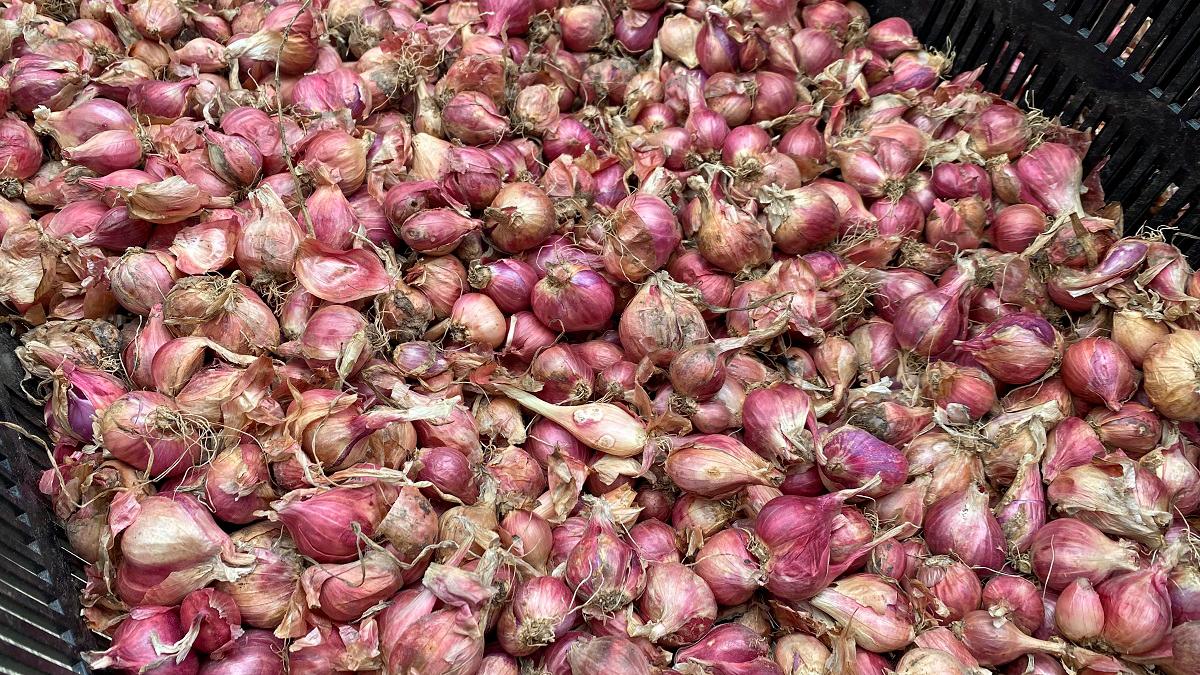 Kelantan targets bigger onion output for nation