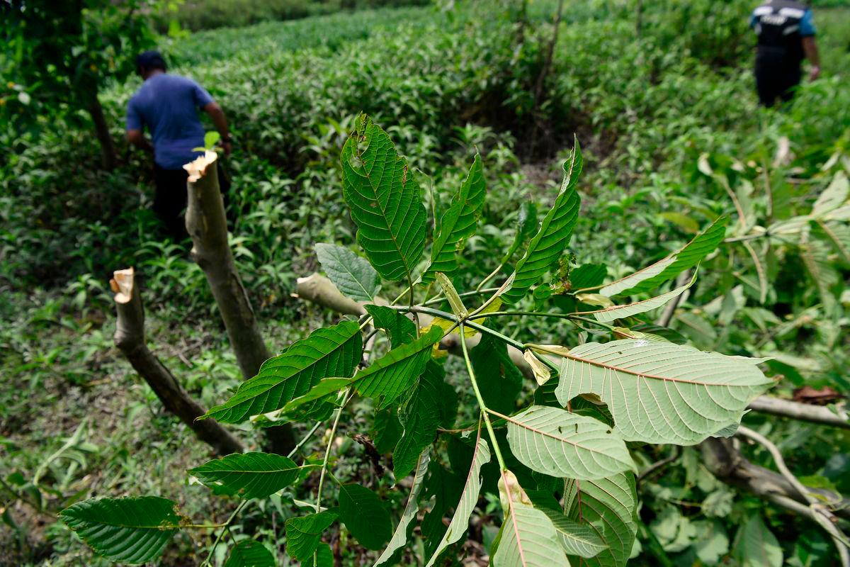 Ketum farm on govt reserve land exposed, 2,000 plants destroyed in joint raid Ketum farm on govt reserve land exposed, 2,000 plants destroyed in joint raid