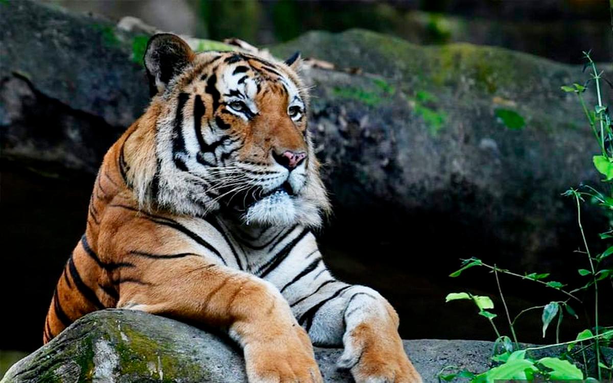 Kulim’s Kg Ulu Dingin villagers living in fear as prowling tiger attacks livestock again Kulim’s Kg Ulu Dingin villagers living in fear as prowling tiger attacks livestock again