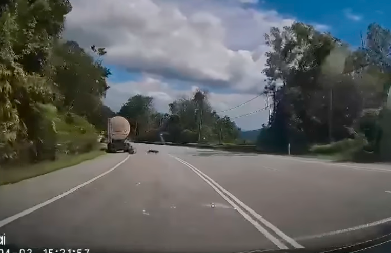 Lorry driver injured in panther attack in Jelebu