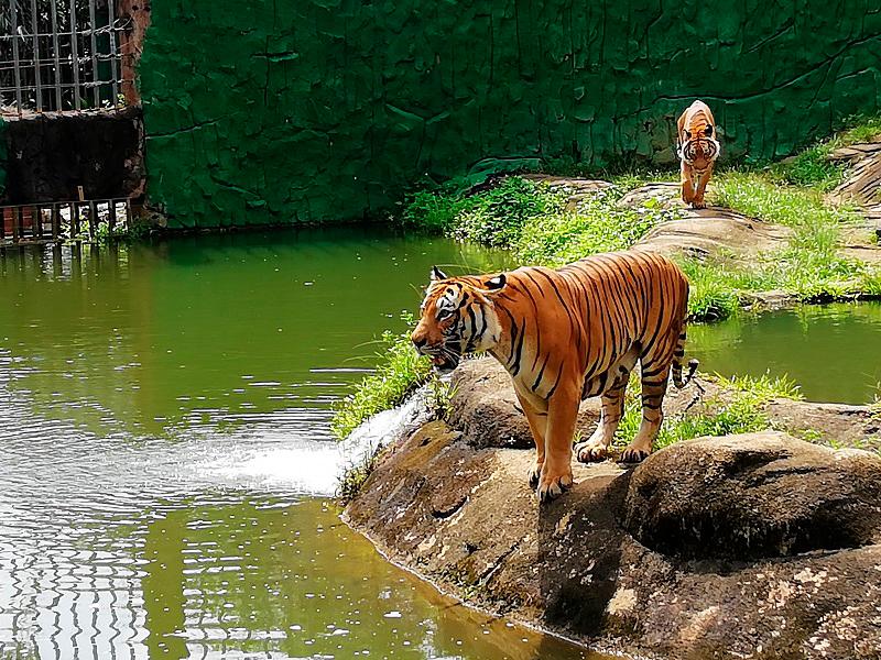 Malayan Tiger population shows positive growth - Nik Nazmi Malayan Tiger population shows positive growth - Nik Nazmi