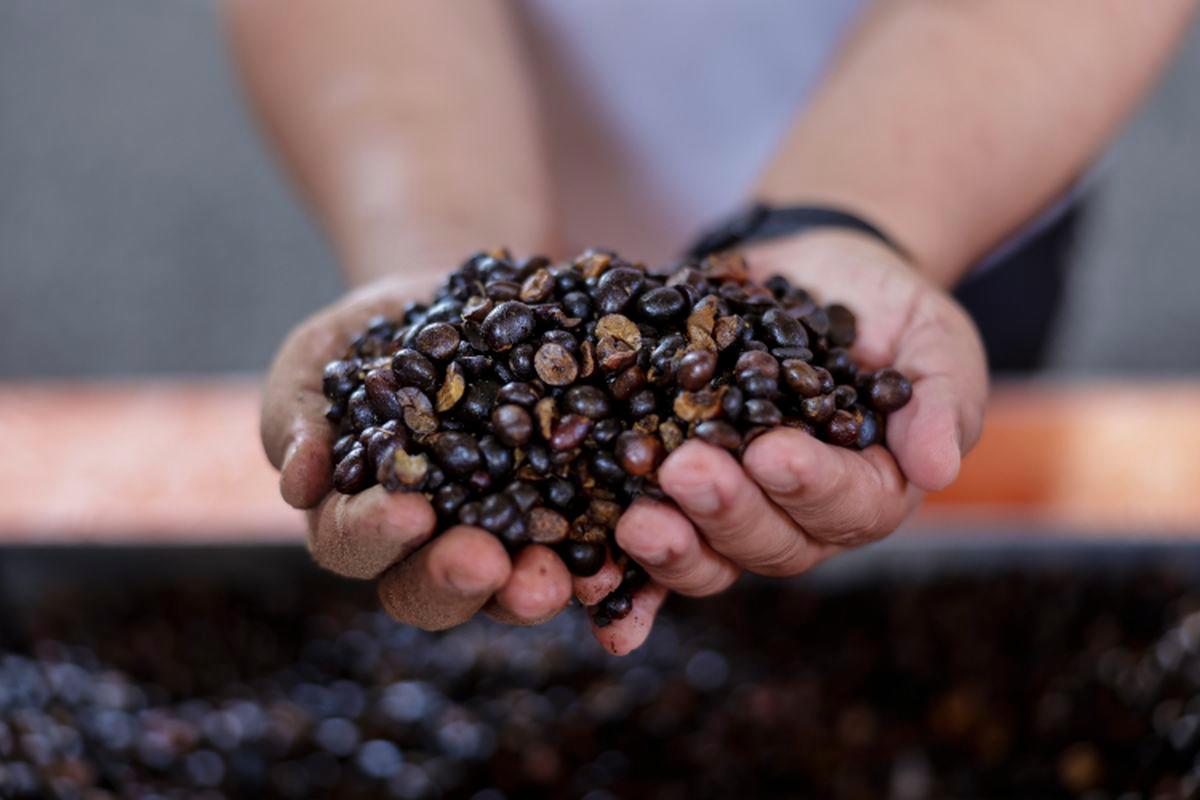 Malaysia considers new palm biomass market mechanism to boost industry Malaysia considers new palm biomass market mechanism to boost industry