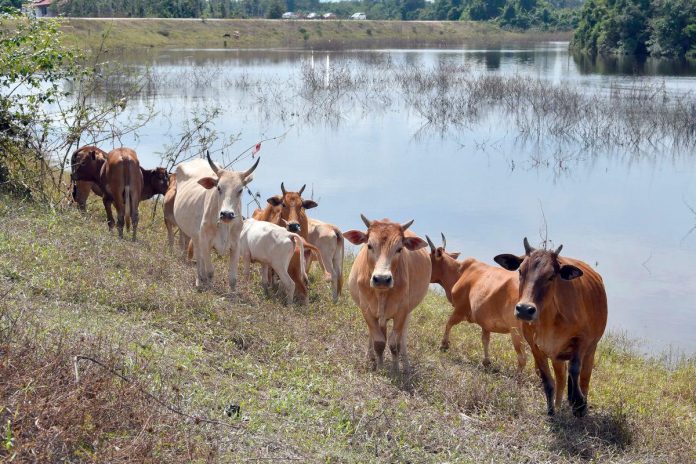 Malaysia free of anthrax since 1976 - DVS