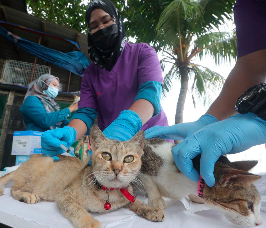 ‘Malaysia grapples with serious shortage of veterinarians’ ‘Malaysia grapples with serious shortage of veterinarians’