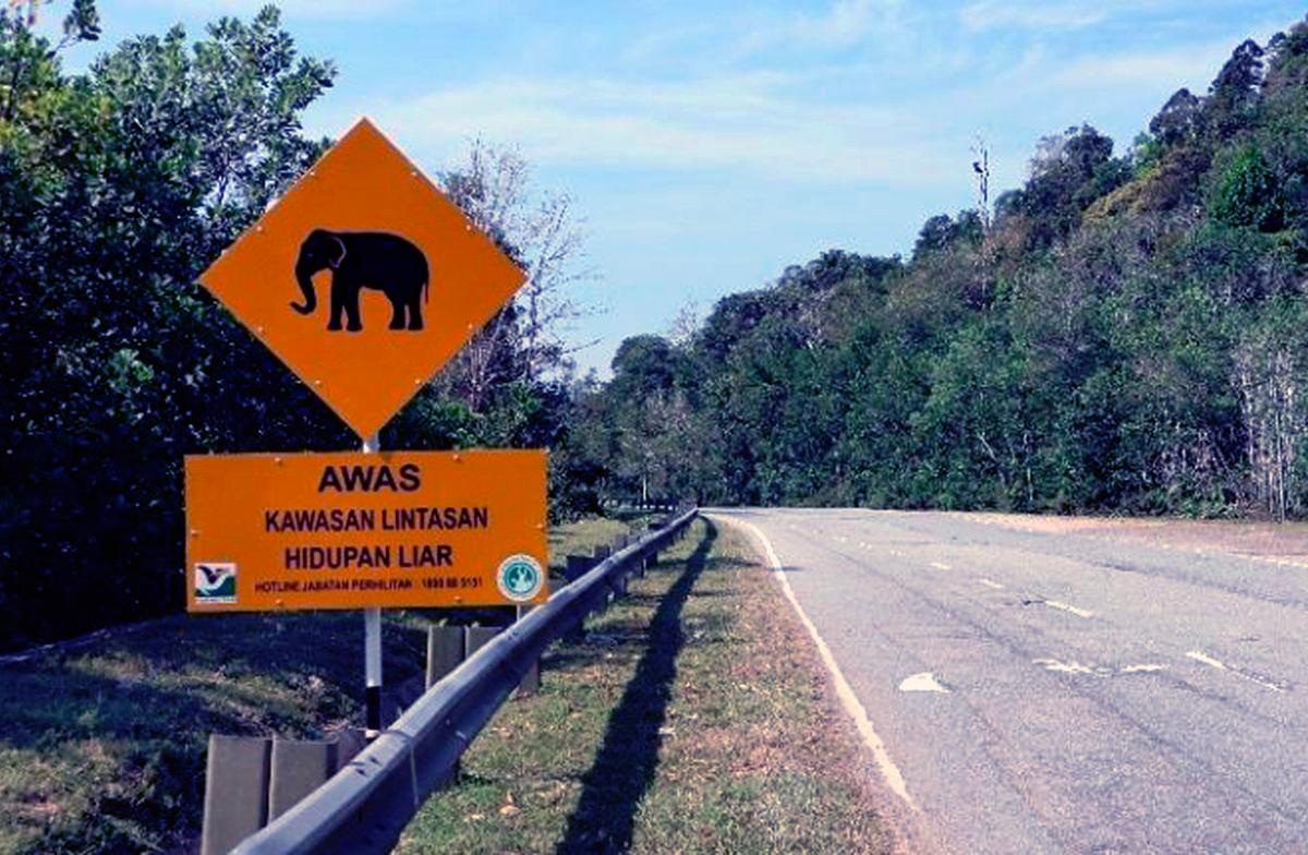 Malaysia intensifies efforts to reduce wildlife roadkill on highways