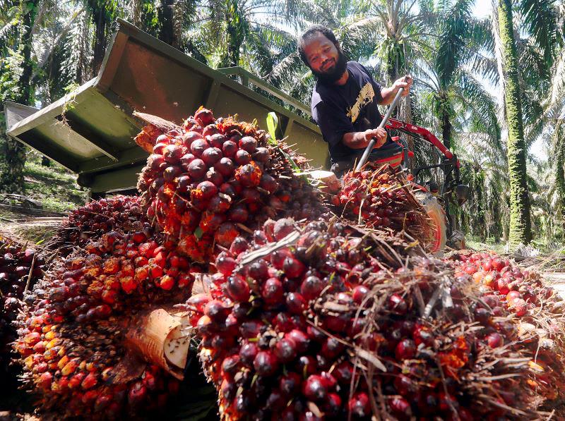 Malaysia ready to adapt palm oil export strategy amid new US tariffs - Johari Malaysia ready to adapt palm oil export strategy amid new US tariffs - Johari