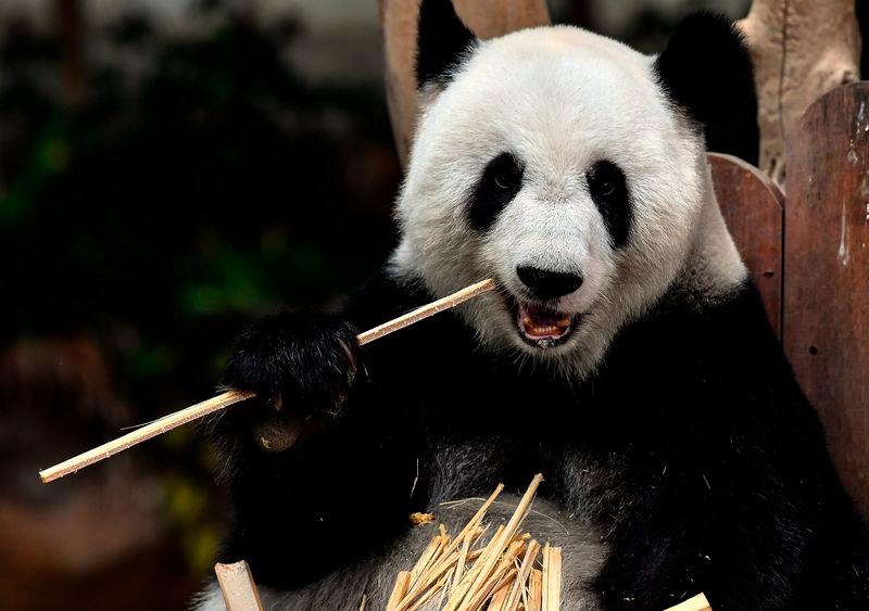 Malaysia to return giant pandas Fu Wa, Feng Yi to China next month Malaysia to return giant pandas Fu Wa, Feng Yi to China next month