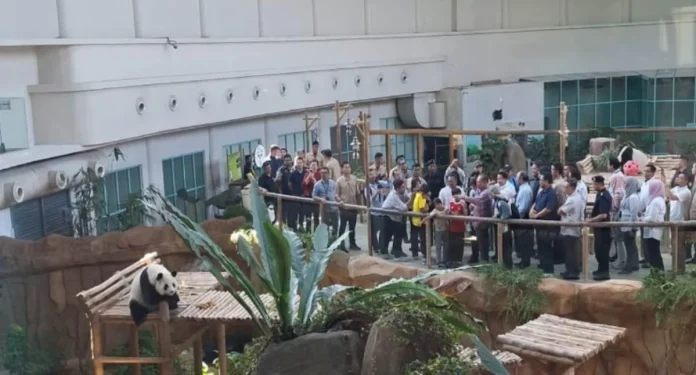 Malaysia welcomes new giant panda pair as symbol of diplomacy