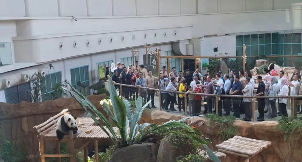 Malaysia_welcomes_new_giant_panda_pair_as_symbol_of_diplomacy Malaysia welcomes new giant panda pair as symbol of diplomacy