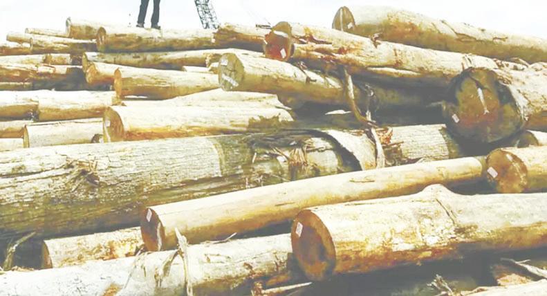 Malaysia’s timber industry faces threats on two fronts – US tariffs and CITES 