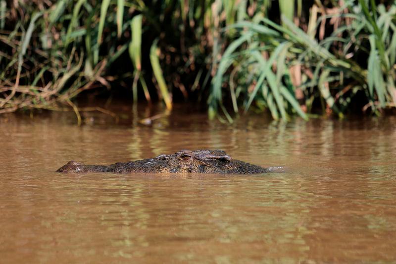 Man drowns while fishing, suspected of being attacked by crocodile Man drowns while fishing, suspected of being attacked by crocodile