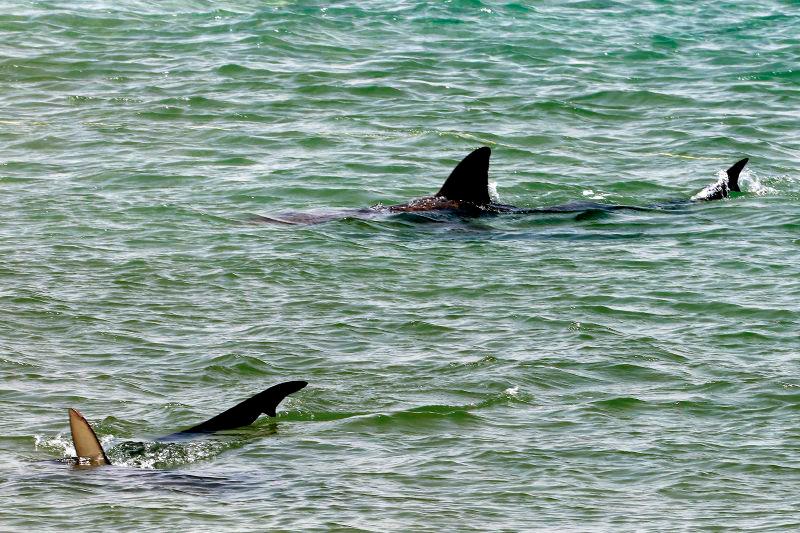 Man missing after reported shark attack off Israel's coast Man missing after reported shark attack off Israel's coast