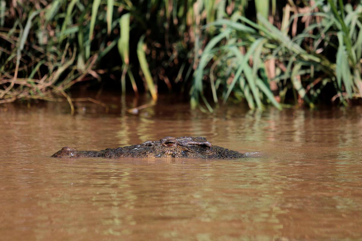 Mayat mangsa serangan buaya ditemui di Sungai Maong, Kuching Mayat mangsa serangan buaya ditemui di Sungai Maong, Kuching