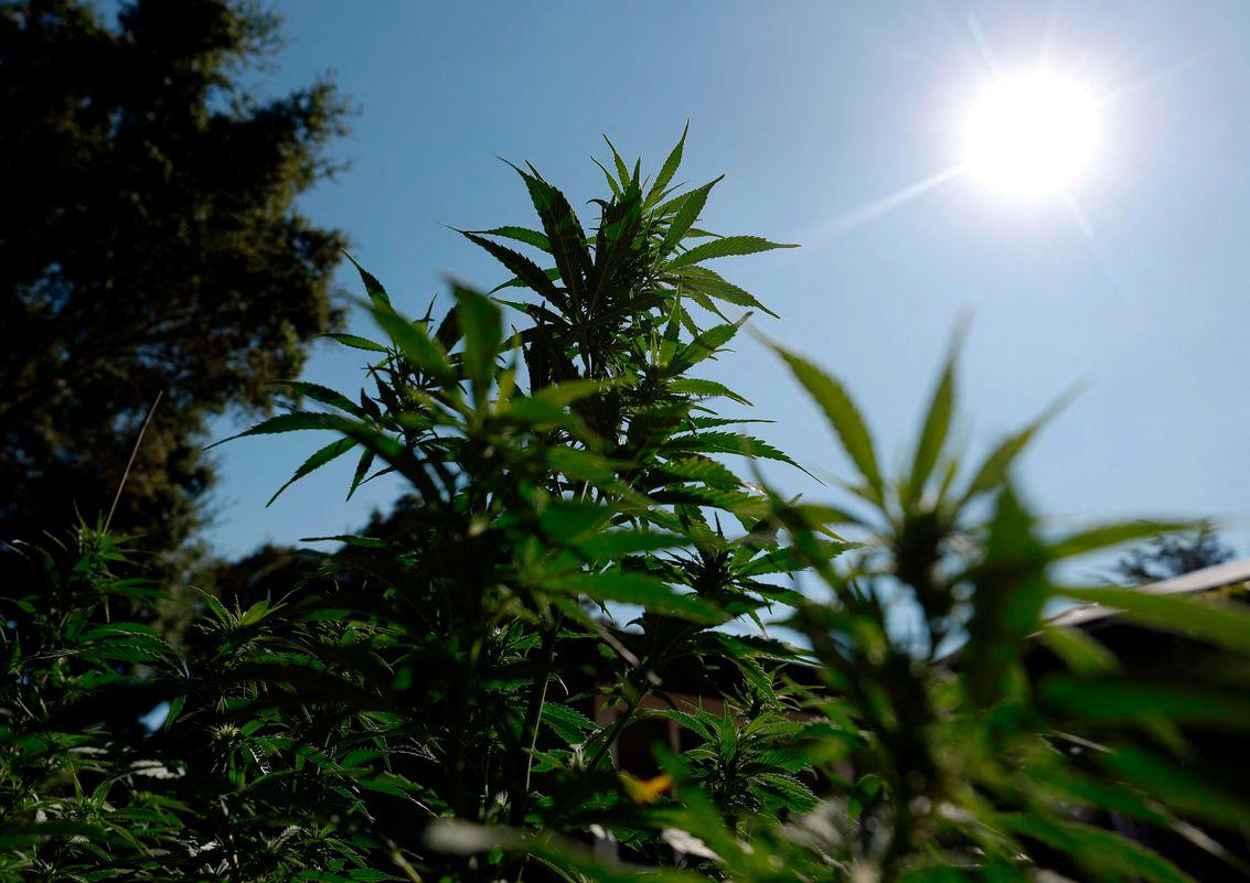 Migrants describe terror in US marijuana farm raids and deportations Migrants describe terror in US marijuana farm raids and deportations