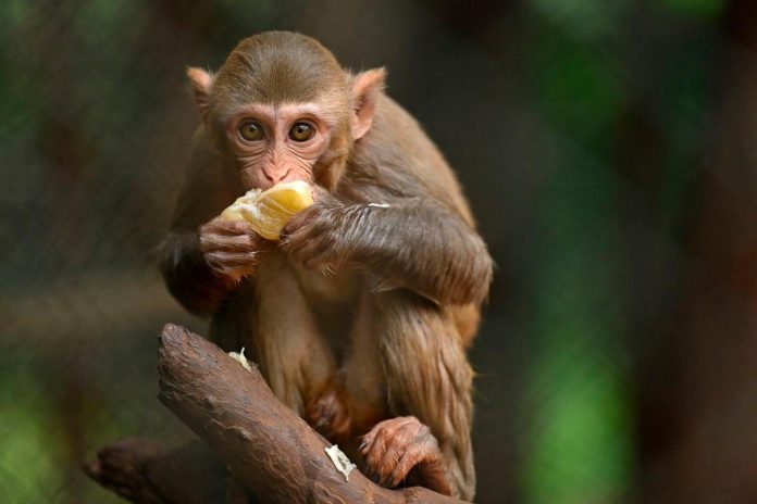 Monkey business delays Sri Lanka's wildlife survey