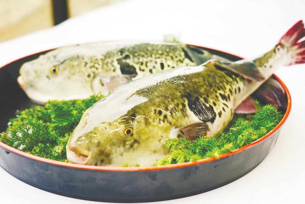 Mortal danger in consumption of pufferfish Mortal danger in consumption of pufferfish