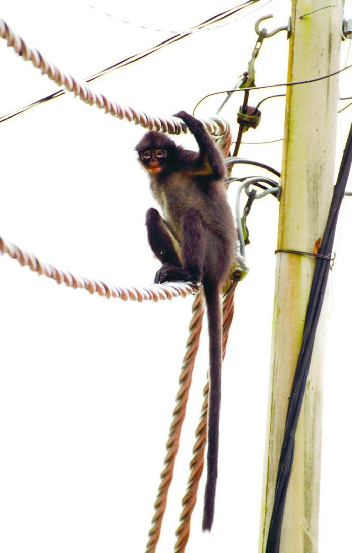 M’sia’s hidden primate on brink of extinction