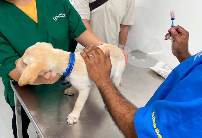 Mutilation ban and microchips: EU lawmakers vote on cat and dog welfare