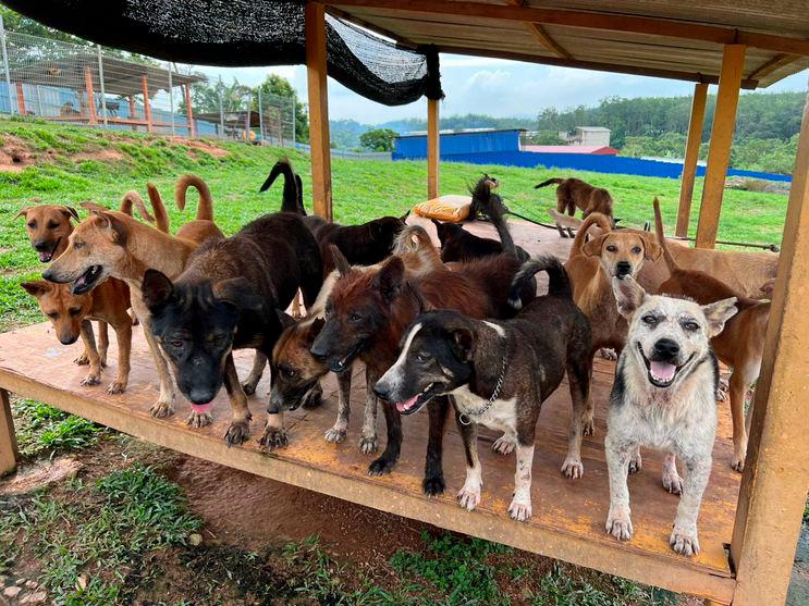 Negri Sembilan’s Furrykids Safehaven receives access road reprieve thanks to state govt