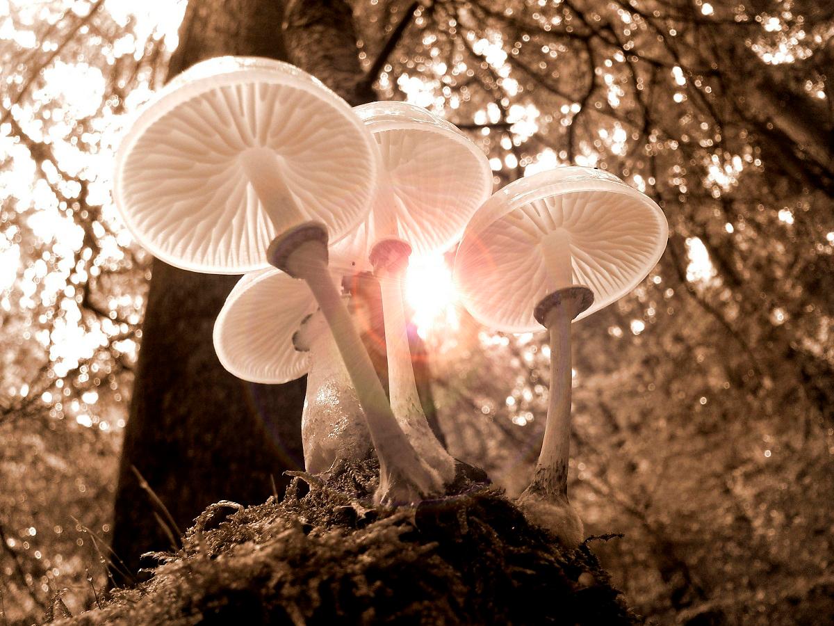 New Zealand approves medicinal use of ‘magic mushrooms’ New Zealand approves medicinal use of ‘magic mushrooms’