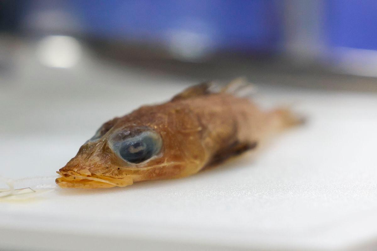 New fish species Rogadius azizahae discovered in Malaysian waters New fish species Rogadius azizahae discovered in Malaysian waters