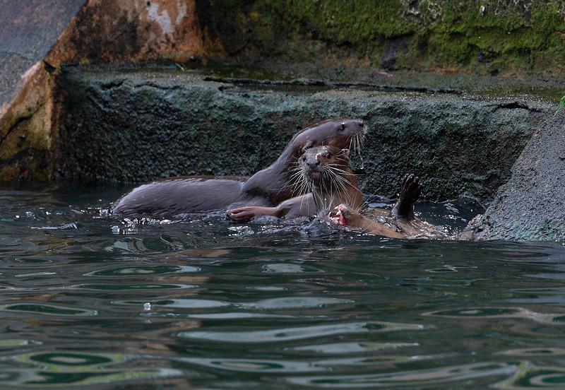 Otter sighting sparks hope on river cleanliness