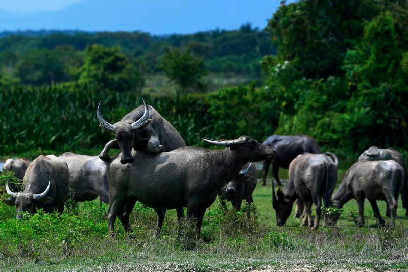 PGA foils buffalo smuggling attempt PGA foils buffalo smuggling attempt