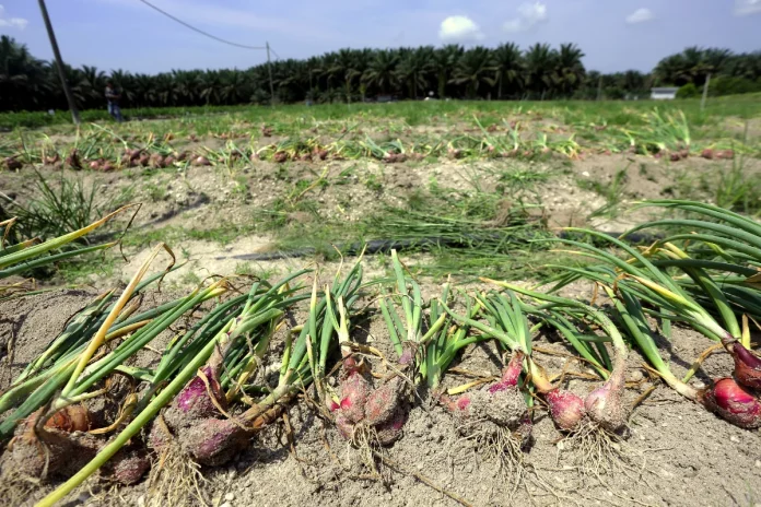 Onion pioneer programme shows success with farmer and MARDI collaboration