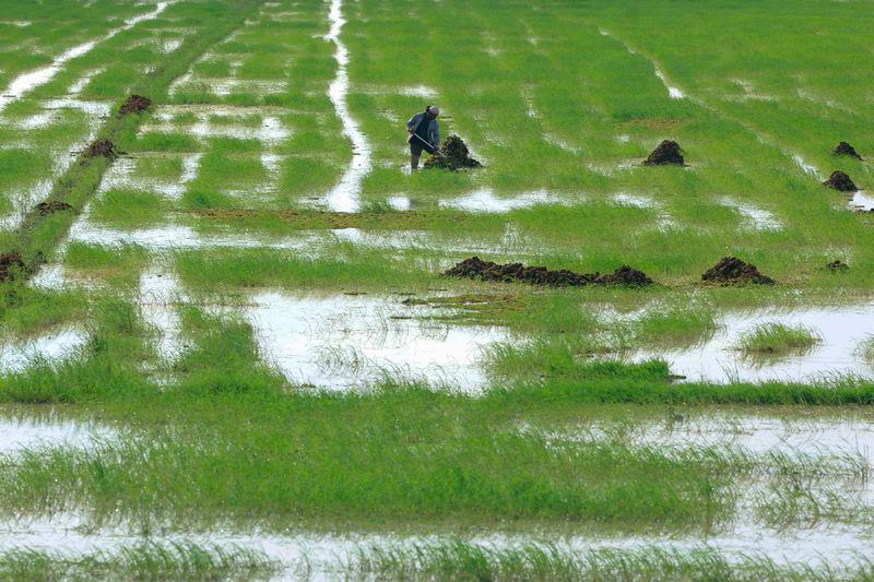 Padi floor price increase: New ray of light, boosts morale - Farmers Padi floor price increase: New ray of light, boosts morale - Farmers