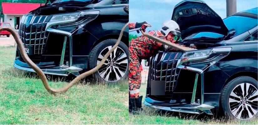 Pahang JBPM personnel extract three-meter king cobra tucked away in Toyota Alphard Pahang JBPM personnel extract three-meter king cobra tucked away in Toyota Alphard