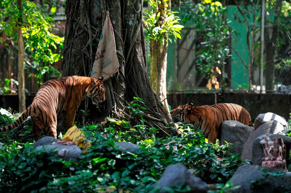 Pahang, UAE sign agreement to protect Malayan Tigers Pahang, UAE sign agreement to protect Malayan Tigers