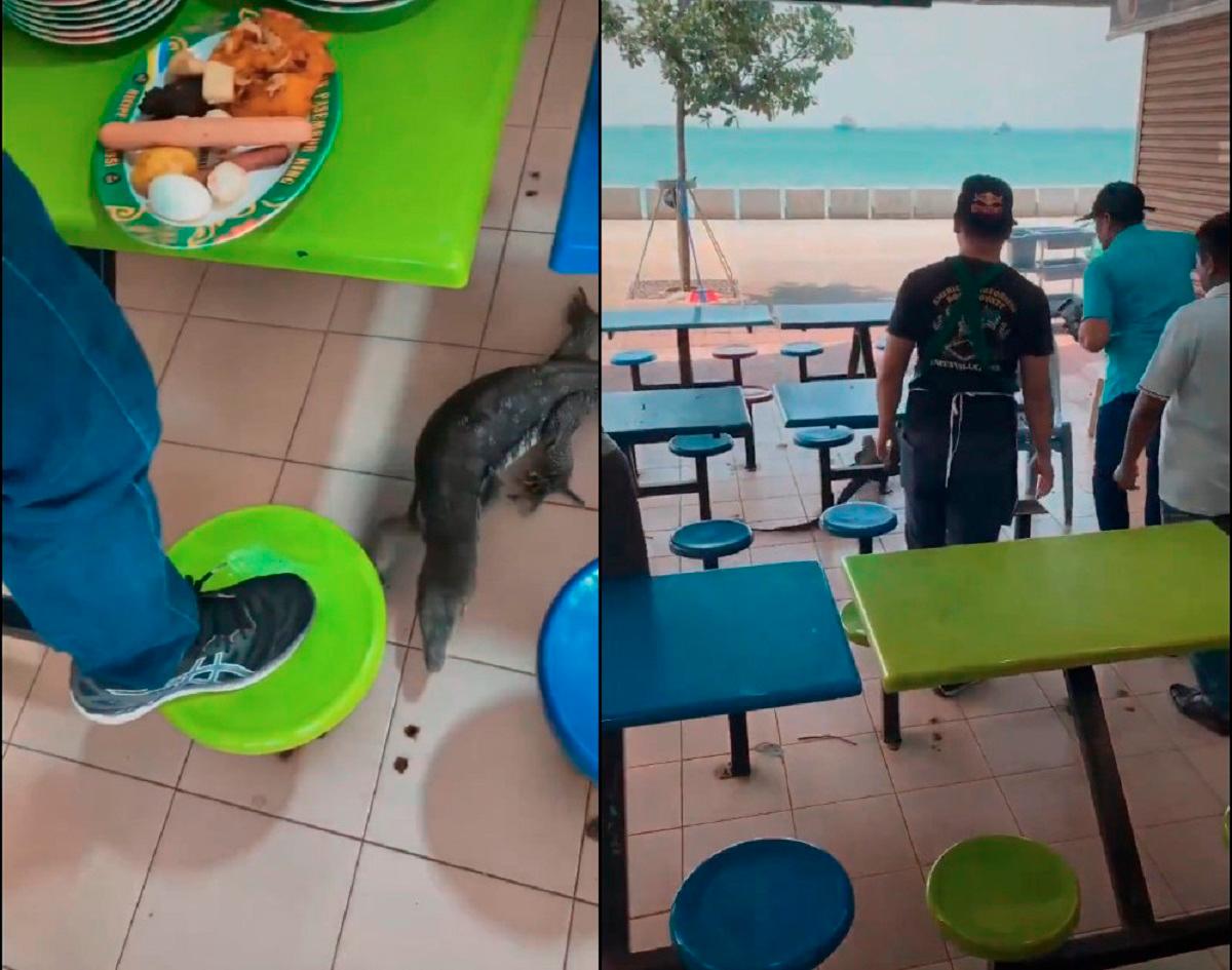 Pandemonium at Padang Kota food court as monitor lizard strolls through terrified patrons Pandemonium at Padang Kota food court as monitor lizard strolls through terrified patrons