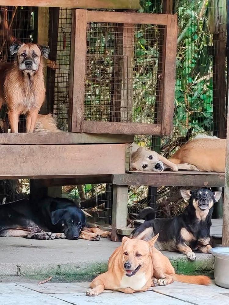 Penang govt urged to resolve land crisis of animal shelter Penang govt urged to resolve land crisis of animal shelter