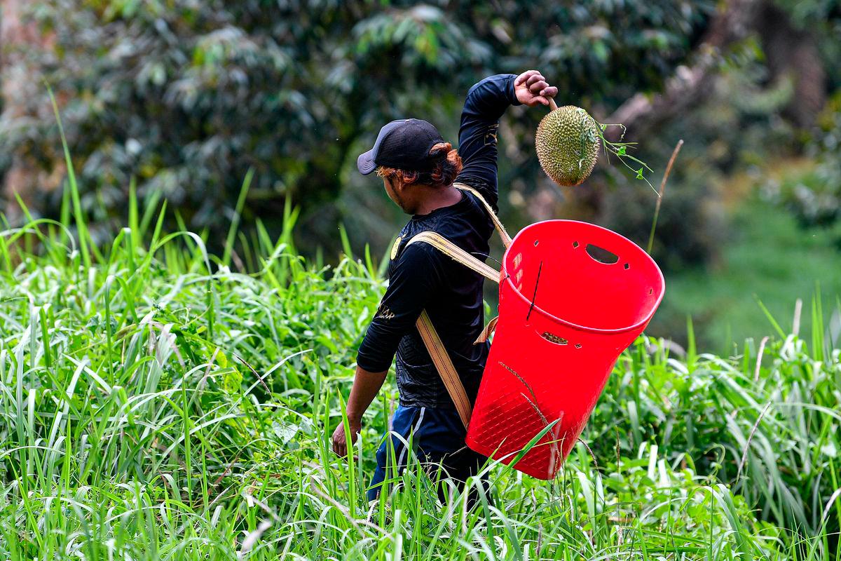 Penang to launch track and trace system to safeguard local durian industry