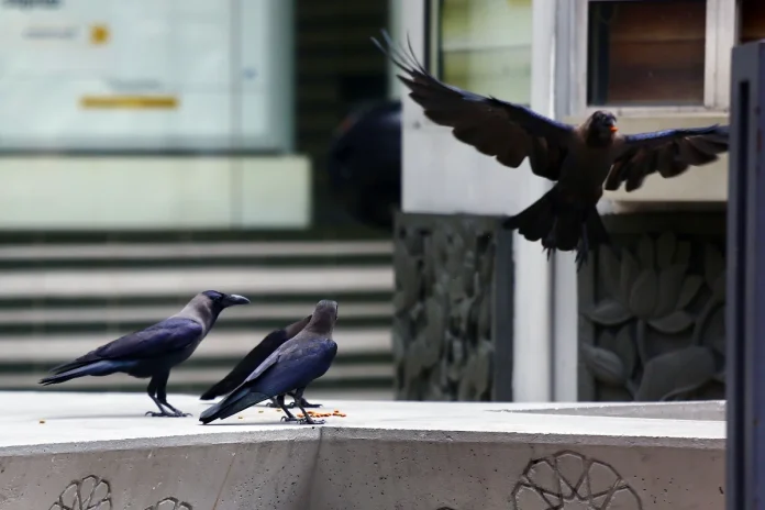 Penang_culls_over_17_000_crows_and_captures_10_000_pigeons Penang culls over 17,000 crows and captures 10,000 pigeons