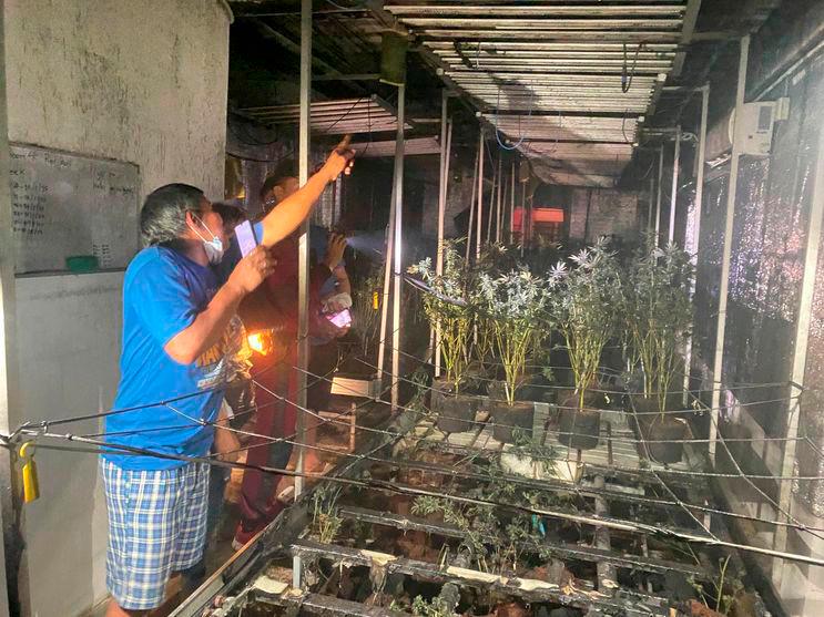 Penduduk, pelancong khayal sekampung setelah ladang ganja terbakar di Pattaya