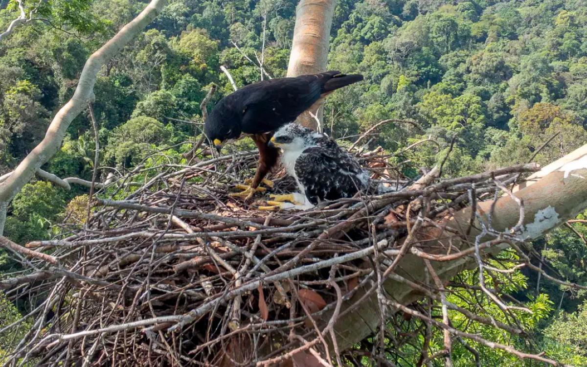 Penemuan sarang helang perut merah di hutan Terengganu - Penyelidik UniSZA Penemuan sarang helang perut merah di hutan Terengganu - Penyelidik UniSZA