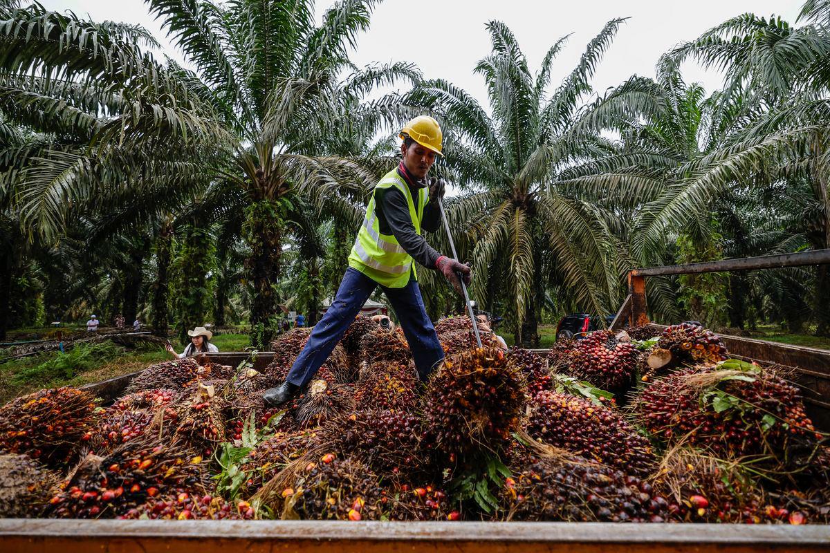 Pengeluar sawit disaran guna derivatif, kurang risiko Pengeluar sawit disaran guna derivatif, kurang risiko