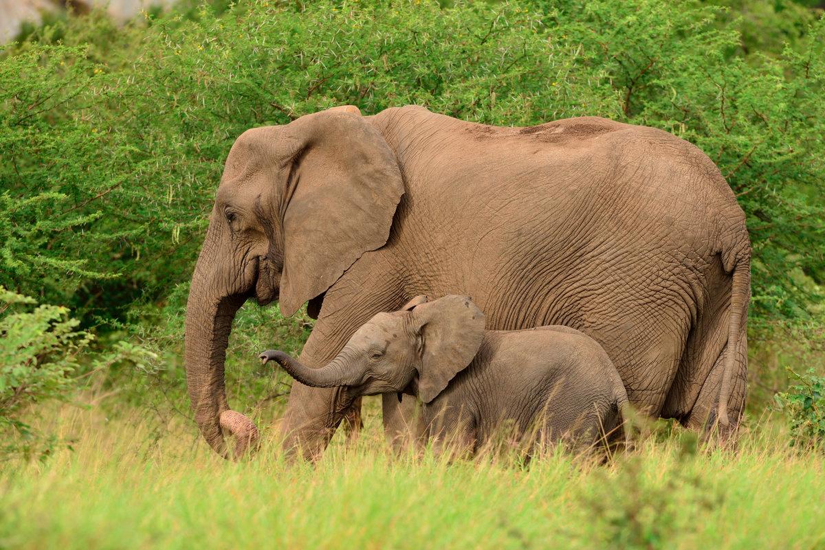 Perak, Perhilitan to address rising elephant-human conflict - Saarani Perak, Perhilitan to address rising elephant-human conflict - Saarani
