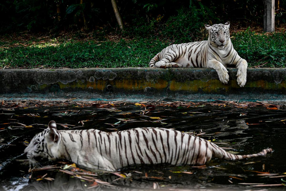 Perak boosts Malayan tiger conservation efforts at Zoo Taiping Perak boosts Malayan tiger conservation efforts at Zoo Taiping