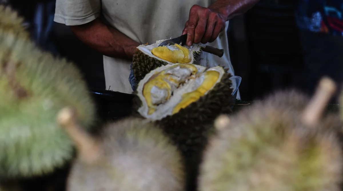 Perak_sees_no_durian_glut_as_export_demand_remains_high Perak sees no durian glut as export demand remains high