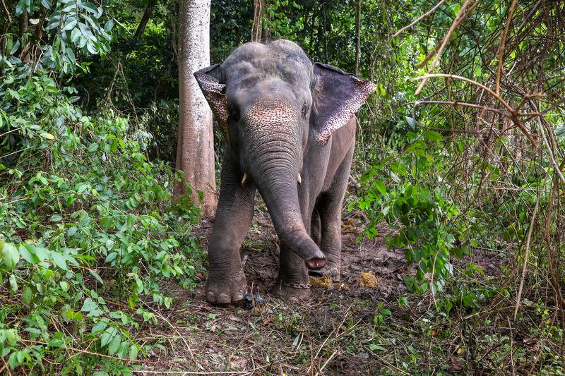 Peranan penting dan usaha Perhilitan Perak tangani konflik gajah-manusia 
